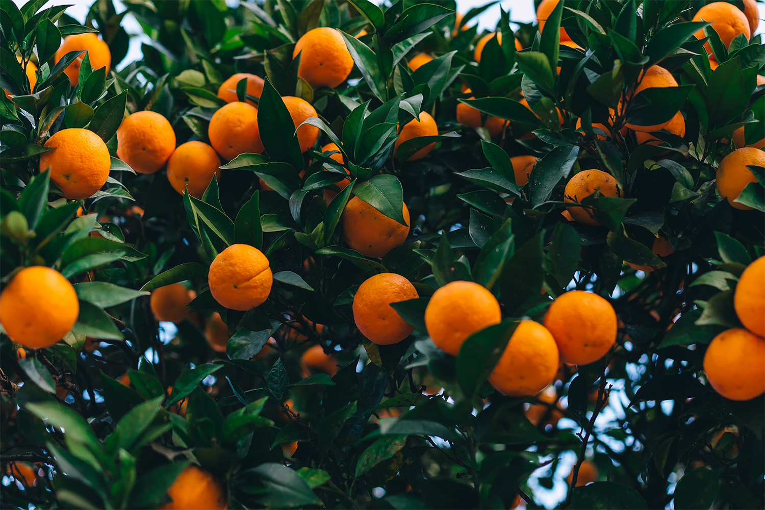 10 Types of Oranges You Need to Know